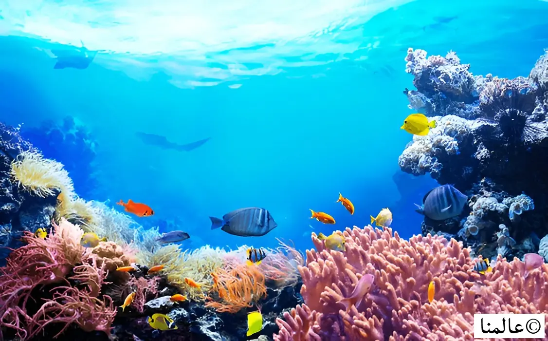 حقائق عن المحيطات