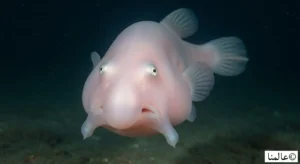 سمكة الفقاعة أغرب حيوانات العالم في بيئتها الطبيعية