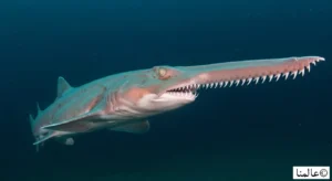 قرش العفريت الوردي يظهر بفكيه البارزين في أعماق المحيط